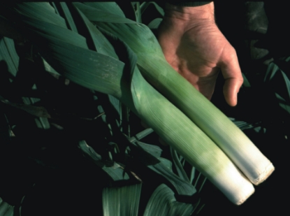 Picture of Leek Oarsman F1